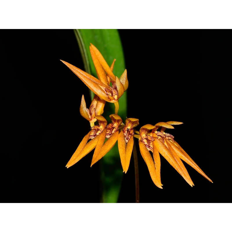 Bulbophyllum sprucei