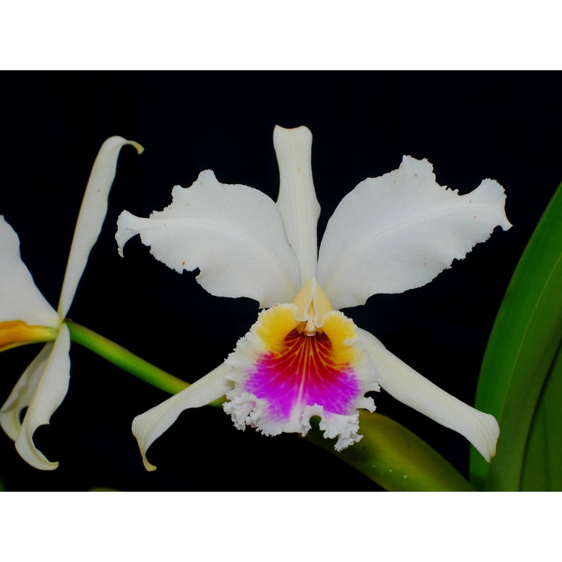 Cattleya rex