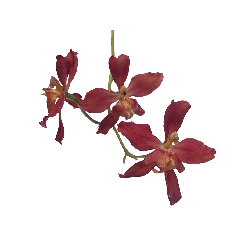 Cyrtocidium Rocio Vazquez