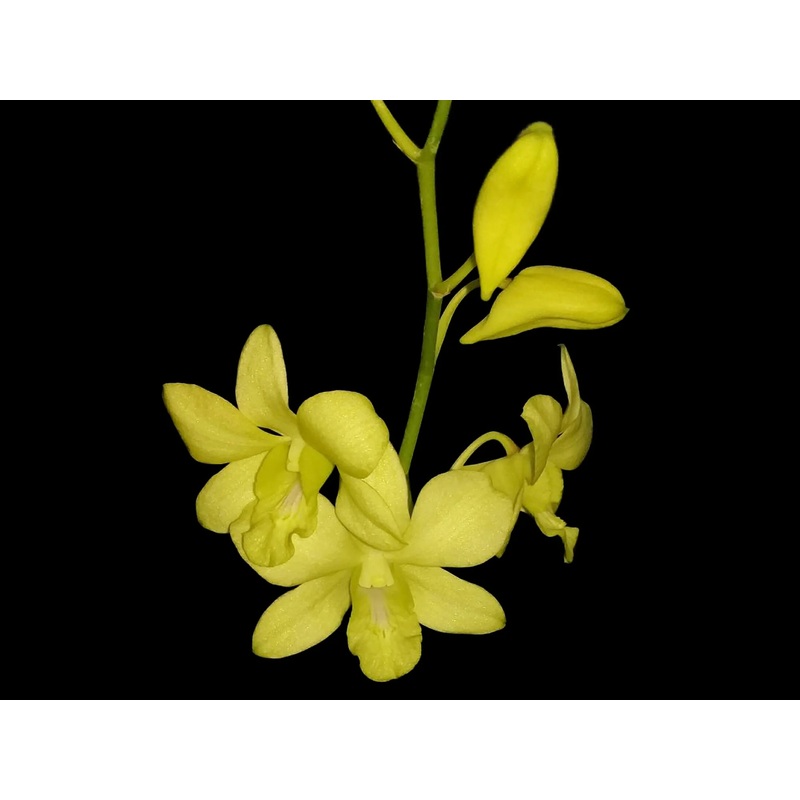 Dendrobium Aridang Yellow