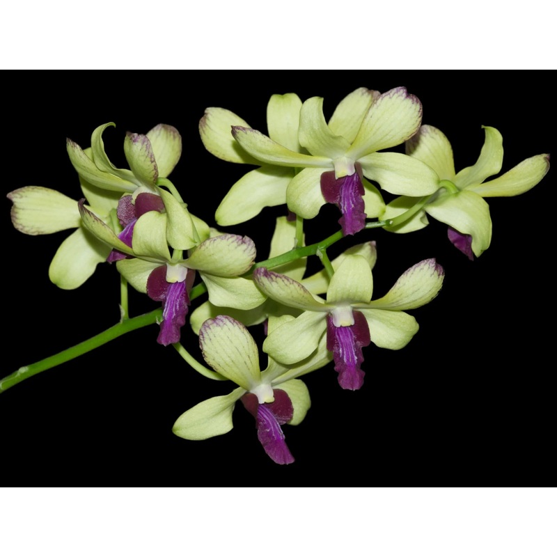 Dendrobium Chaisri Gold 1