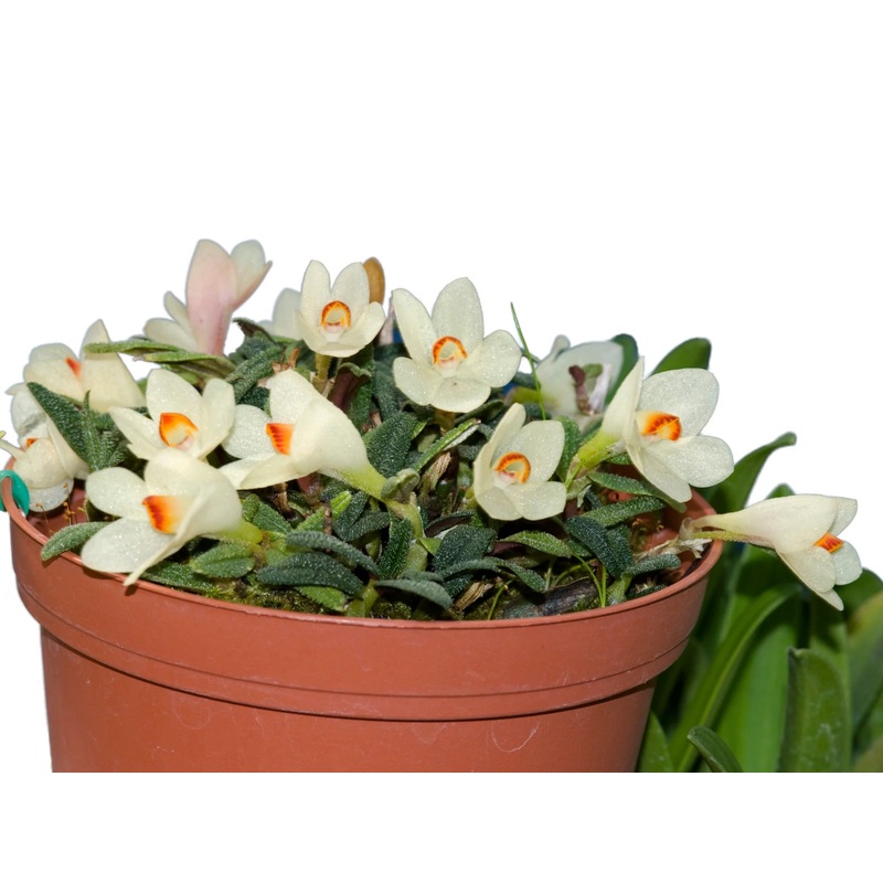 Dendrobium cuthbertsonii f. alba