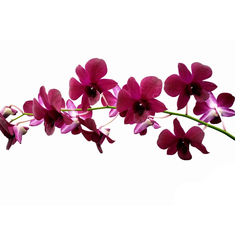Dendrobium Daeng # 103