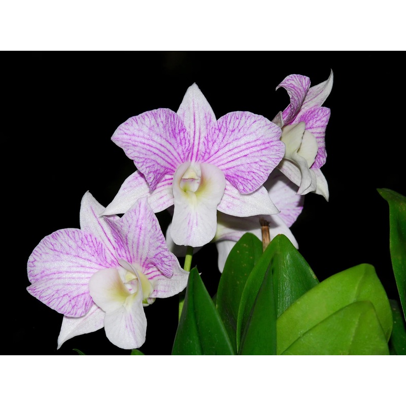 Dendrobium Hawaii Stripes