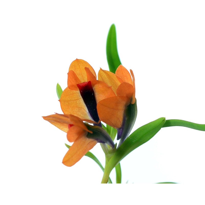 Dendrobium Martine Minet blue-red-orange