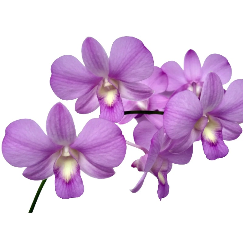 Dendrobium Mikatsu Pink