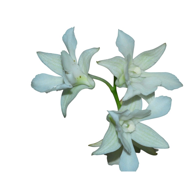 Dendrobium Mini White
