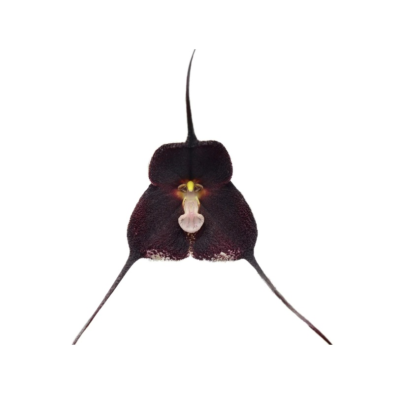 Dracula anthracina