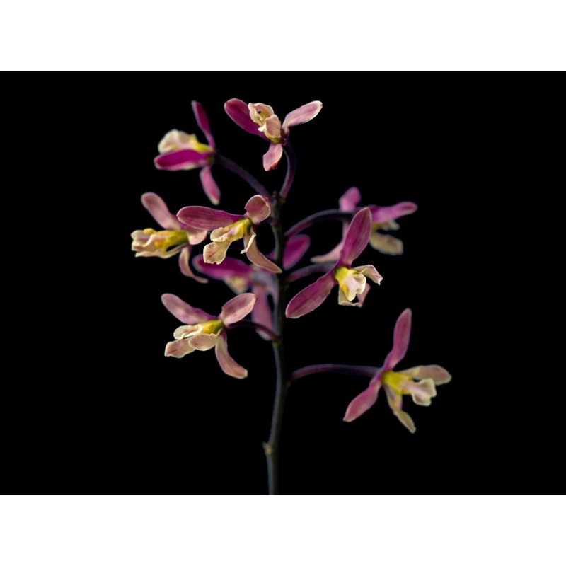 Encyclia cyperifolia