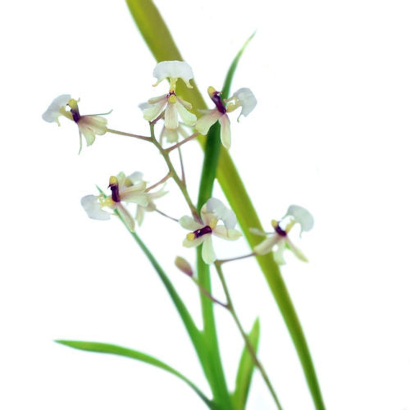 Gomesa radicans