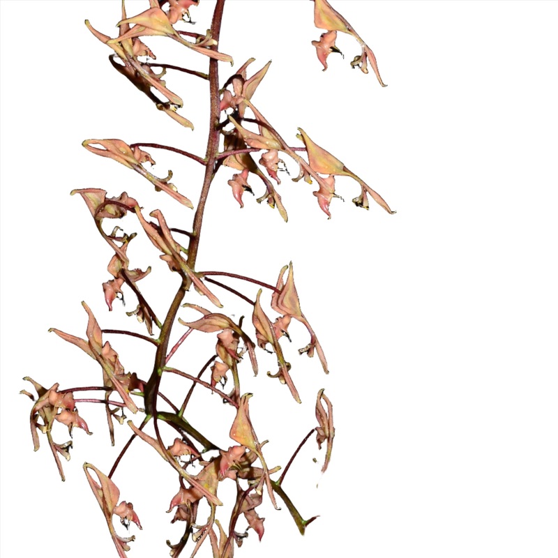 Gongora aromatica