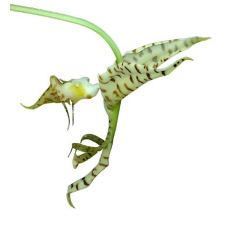 Gongora histrionica