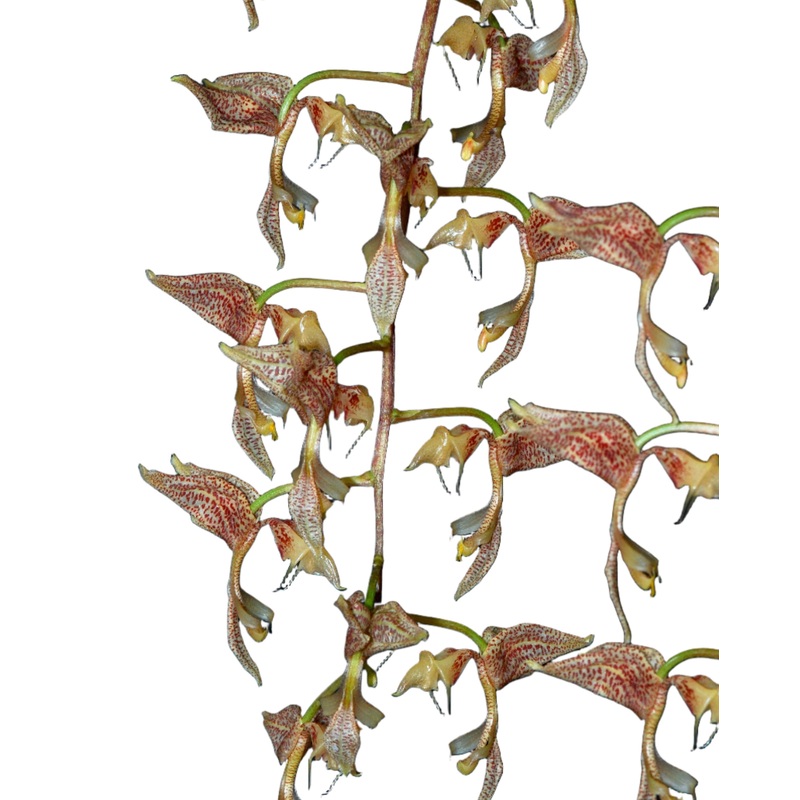 Gongora latisepala