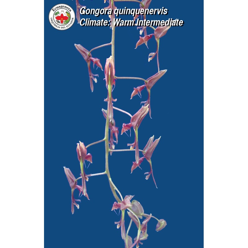 Gongora quinquenervis