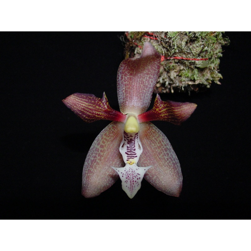Houlletia tigrina