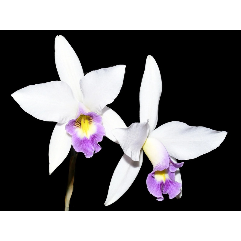 Laelia anceps var veitchiana