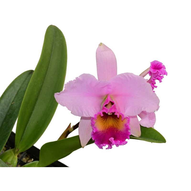 Laeliocattleya Ninfa Portilla