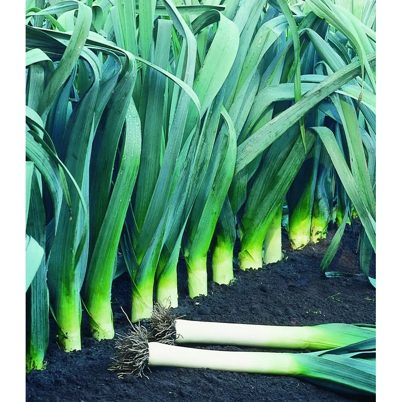 Large American Flag Leek