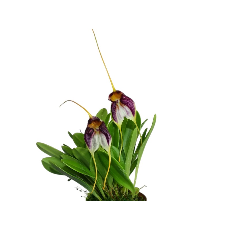 Masdevallia schroederiana