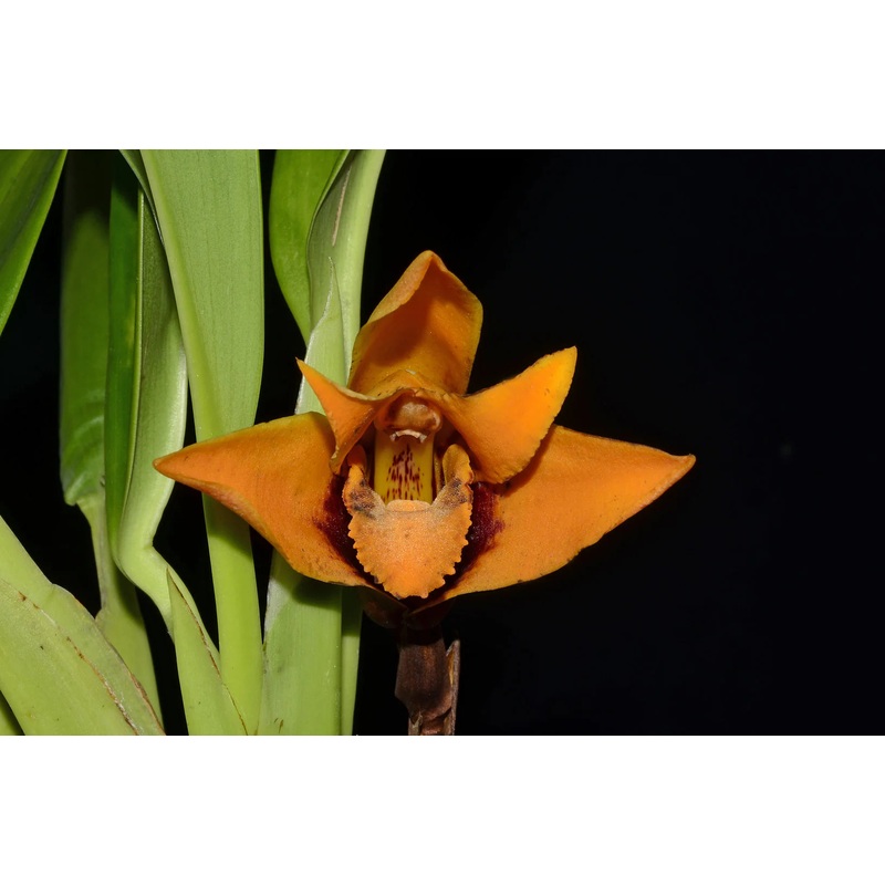Maxillaria anacatalinaportillae