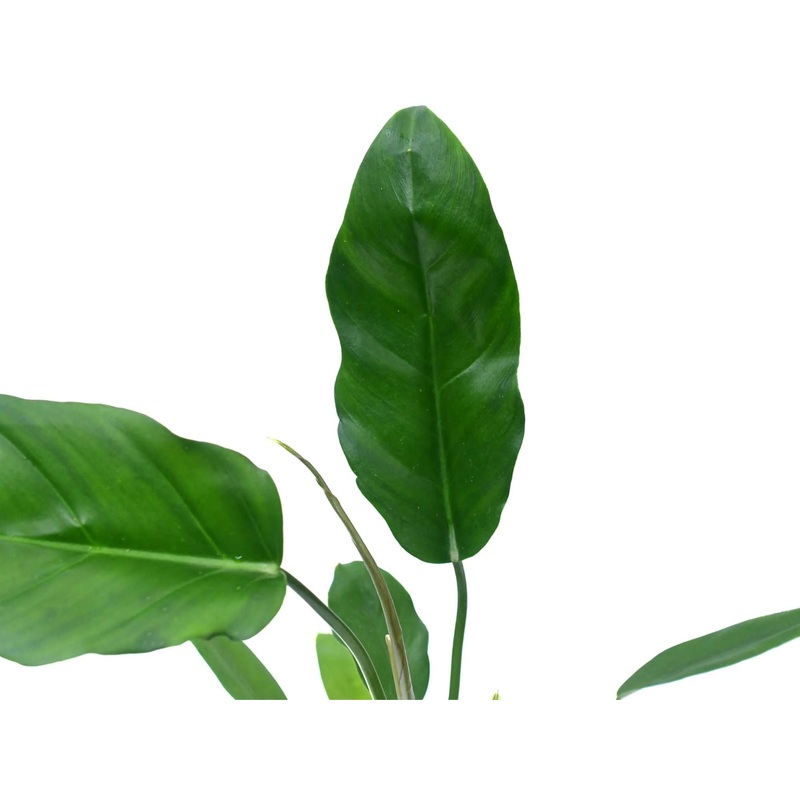 Philodendron esmeraldense x Philodendron tortum