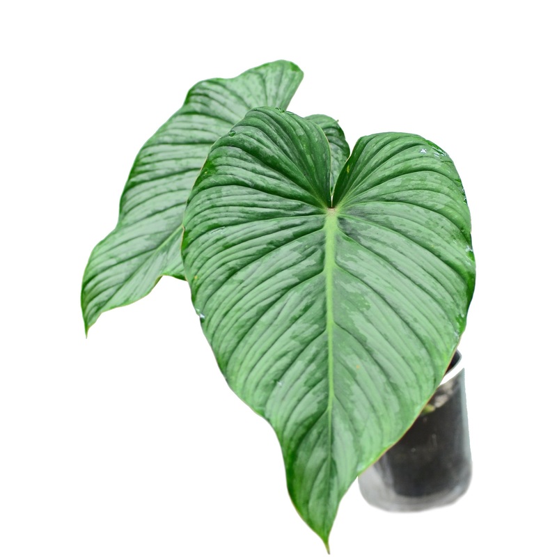 Philodendron pastazanum cf