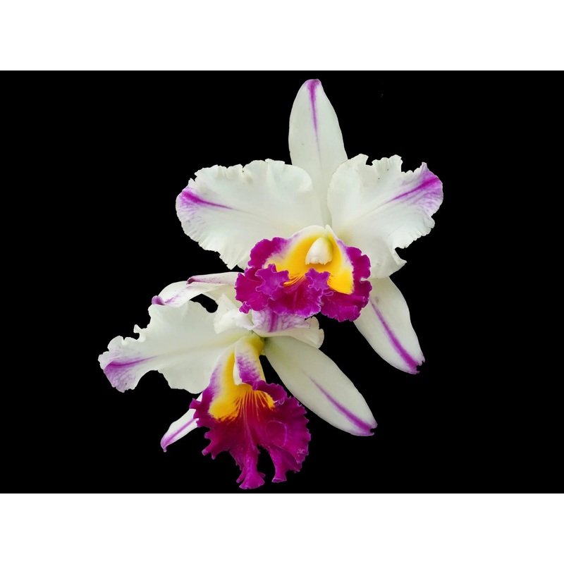 Rhyncholaeliocattleya Edgar Perez