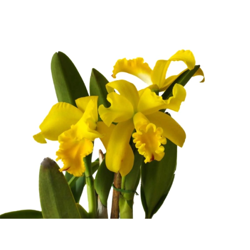 Rhyncholaeliocattleya Gualaquiza