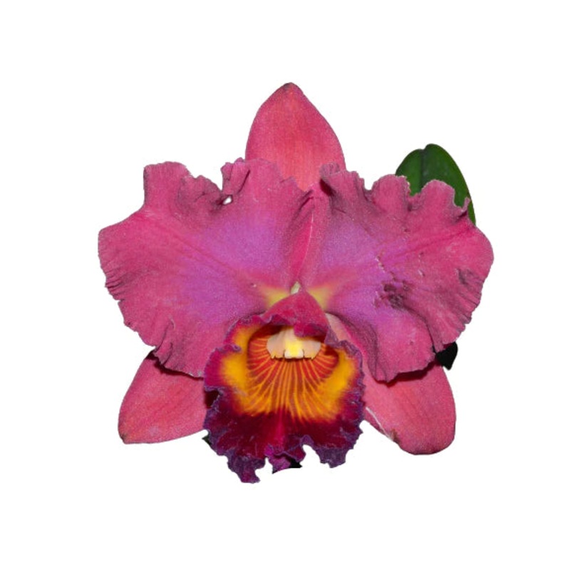 Rhyncholaeliocattleya Legend of Maui
