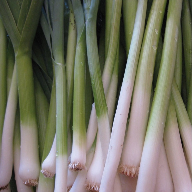 Tokyo Long White Bunching Onion