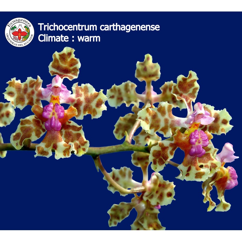 Trichocentrum carthagenense
