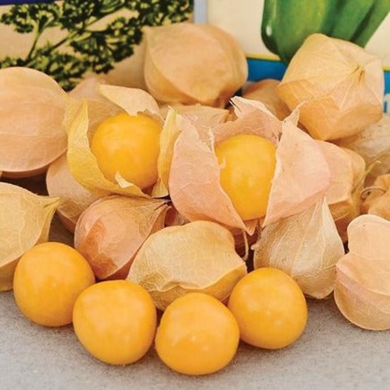 Aunt Molly’s Ground Cherry