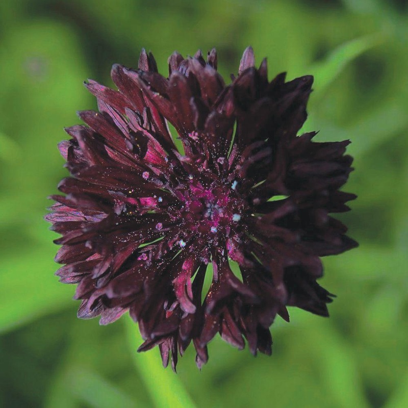 Bachelor’s Buttons Black