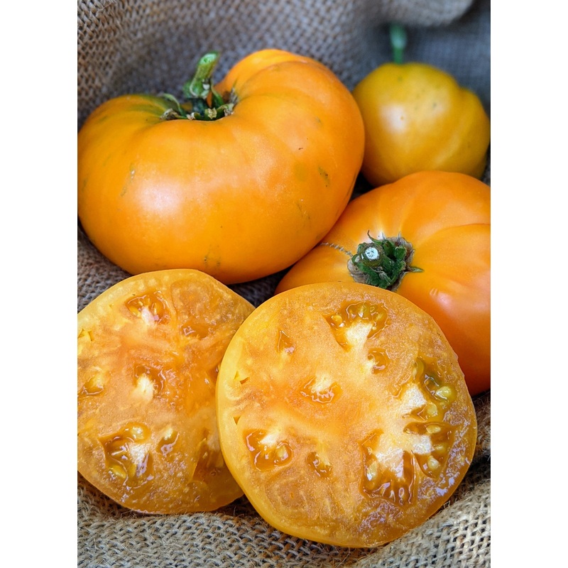 Dr. Wyche’s Yellow Beefsteak Tomato