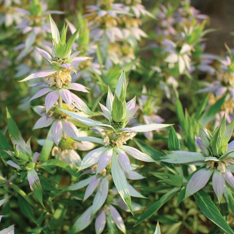 Spotted Wild Bergamot Bee Balm