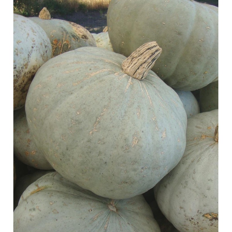 Sweet Meat Squash