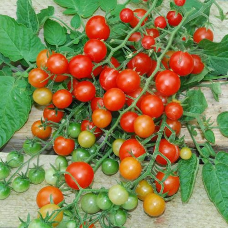 Tess’s Land Race Currant Tomato