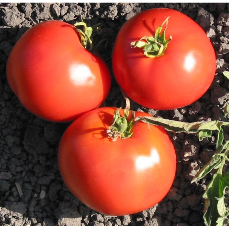 Trip-L-Crop Tomato