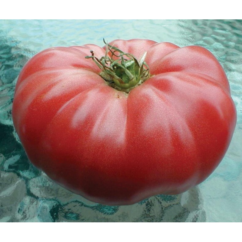 Watermelon Beefsteak Tomato