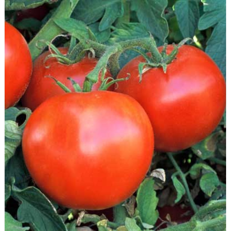 Wisconsin 55 Tomato