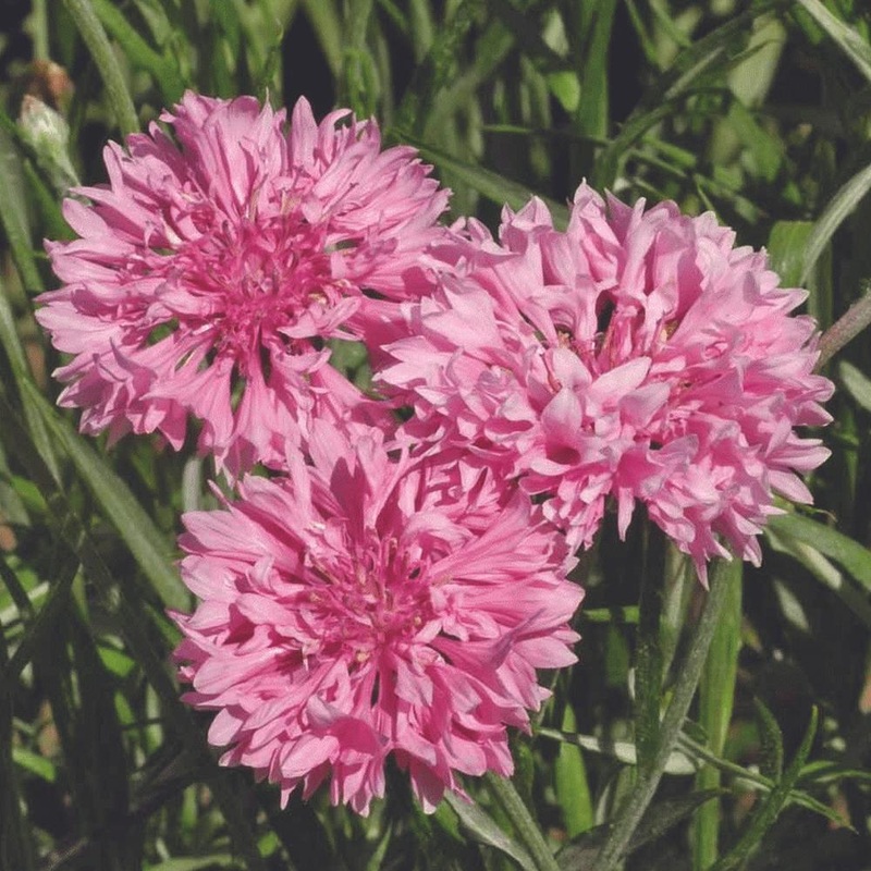 Bachelor’s Button Pink