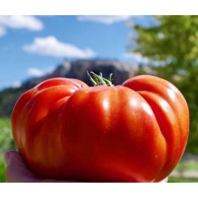 Cuostralee Tomato