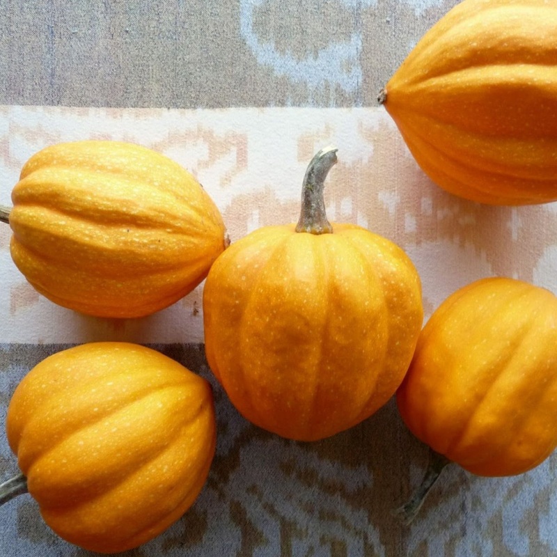 Gill’s Golden Pippin Squash