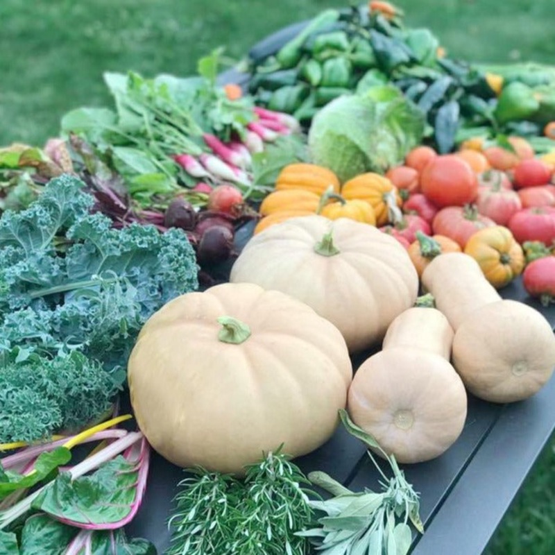 Grow Your Own Fall Garden Collection Kit