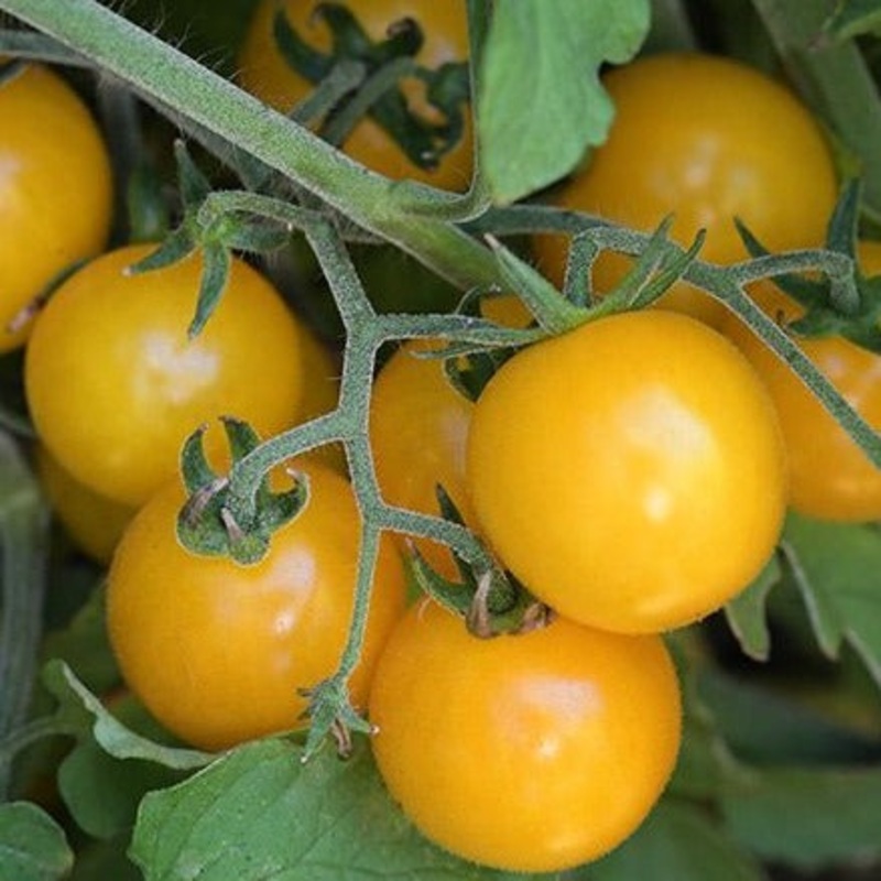 Hartman’s Yellow Gooseberry Tomato