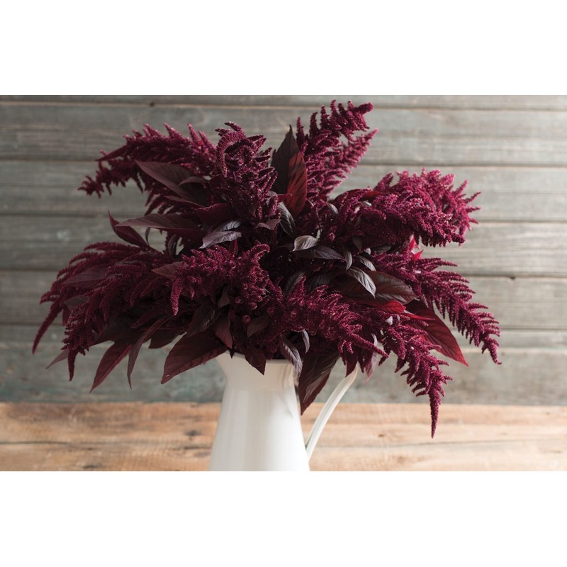 Red Spike Amaranth