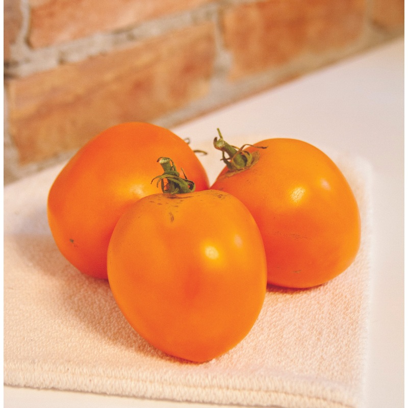 Valencia Tomato