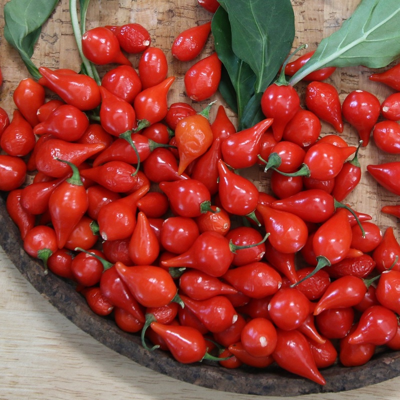 Biquinho Red Pepper