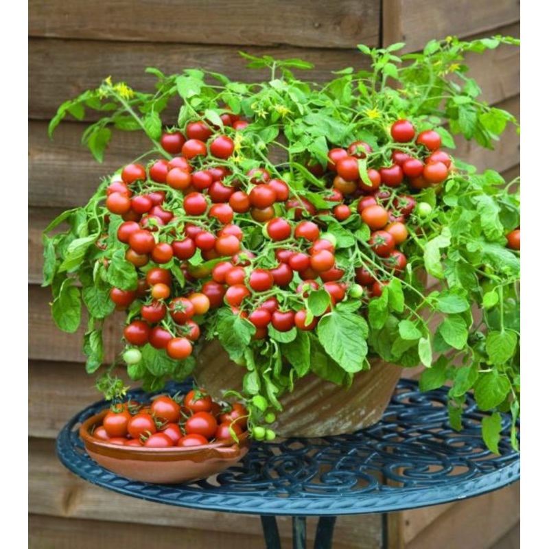 Cherry Falls Cherry Tomato