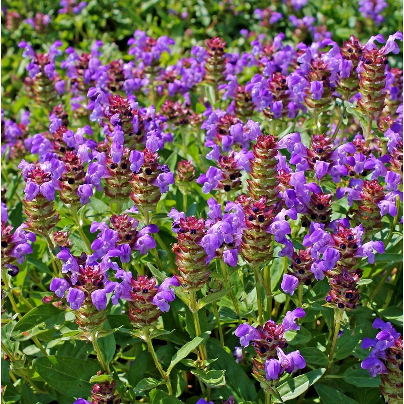 Grass, Herbs & Wild Flower Basic Mix